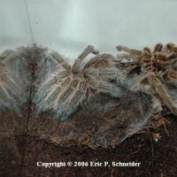 Grammostola rosea