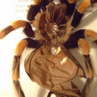 Brachypelma smithi