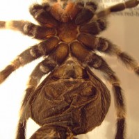 Brachypelma smithi