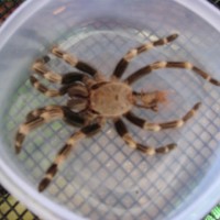 Acanthoscurria geniculata Terrarium