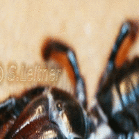 Solifugae (Rhagodidae sp.)-CAMEL SPIDER