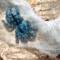 Avicularia versicolor 0.0.1