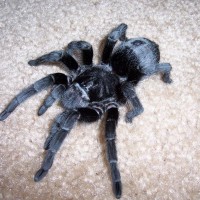 Female Grammostola pulchra