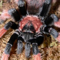 Brachypelma emilia