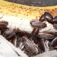 Lobster Roaches feasting on Banana