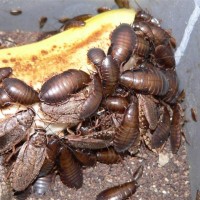 Lobster Roaches feasting on Banana