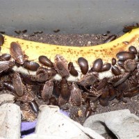 Lobster Roaches feasting on Banana