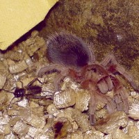 Grammostola rosea