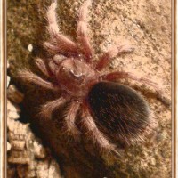 Grammostola rosea