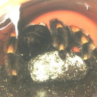 smithi with eggsac