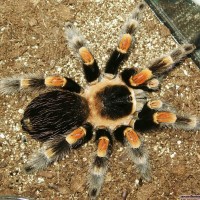 smithi female #2