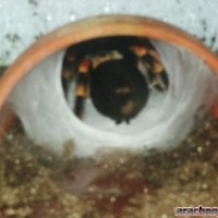 smithi building eggsac