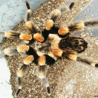 smithi mature male