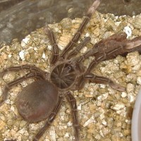 Theraphosa apophysis