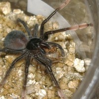 Theraphosa apophysis