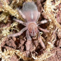 Brachypelma boehmei