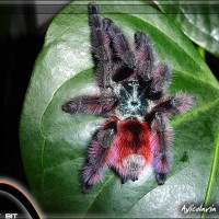 Avicularia versicolor