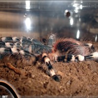 Acanthoscurria geniculata