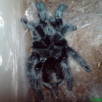 Grammostola acteon female