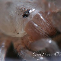 Aphonopelma anax