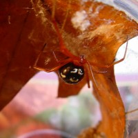 Latrodectus bishopi