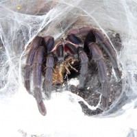 Chilobrachys fimbriatus