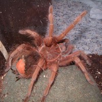 Theraphosa apophysis