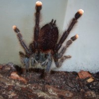 A.avicularia