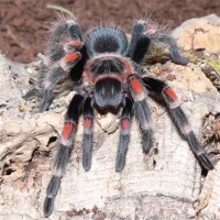 Brachypelma auratum