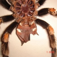 Brachypelma Smithi