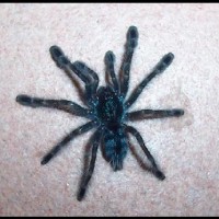 Avicularia versicolor