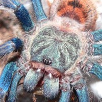 Chromatopelma cyaneopubescens