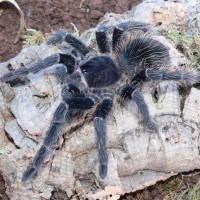 Lasiodora parahybana