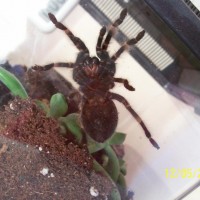 need help sexing this B. smithi