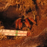 Brachypelma boehmei