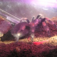 Brachypelma smithi