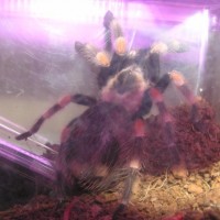 Brachypelma smithi