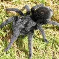 Grammostola pulchra