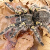 Grammostola aureostriata