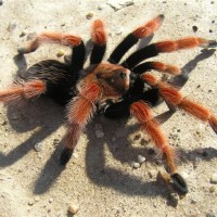 Brachypelma boehmei