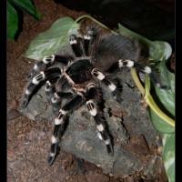 Acanthoscurria geniculata