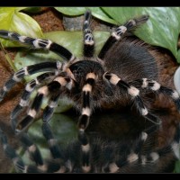 Acanthoscurria geniculata