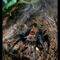 Chromatopelma cyaneopubescens