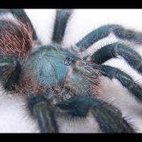 Avicularia avicularia