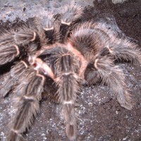 Lasiodora parahybana