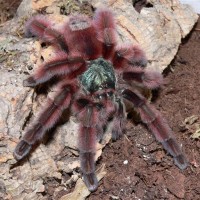 Avicularia versicolor