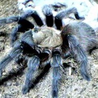 Aphonopelma hentzi