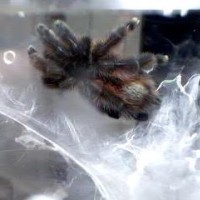 Avicularia versicolor