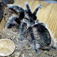 Brachypelma albopilosum