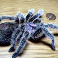 Grammostola rosea